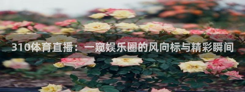乐球直播网站：310体育直播：一窥娱乐圈的风向标与精彩瞬间