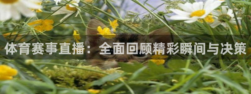 乐球直播无插件高清看球直播：体育赛事直播：全面回顾精彩瞬间与决策